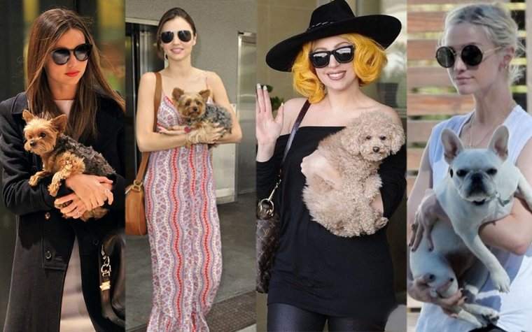 美國人過萬圣節花21億扮靚寵物